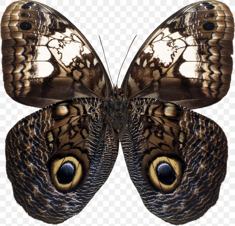 Owl Butterfly Insect Moth, PNG, 1179x1133px, Butterfly, Arthropod, Brush Footed Butterfly, Butterflies And Moths, Caligo Beltrao Download Free