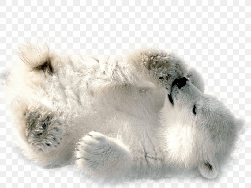 Polar Bear Clip Art, PNG, 1024x768px, Polar Bear, Baby Polar Bear, Bear, Bears, Dog Breed Group Download Free