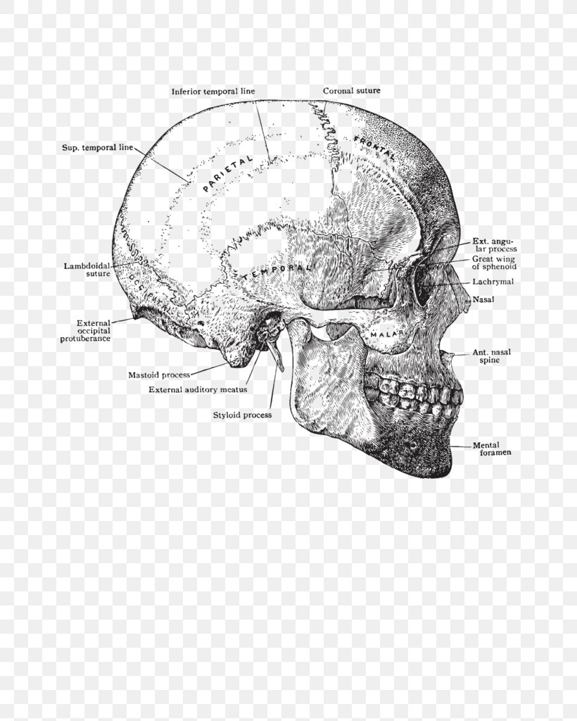 Skull Anatomy Human Body Human Head Torso, PNG, 768x1024px, Watercolor, Cartoon, Flower, Frame, Heart Download Free