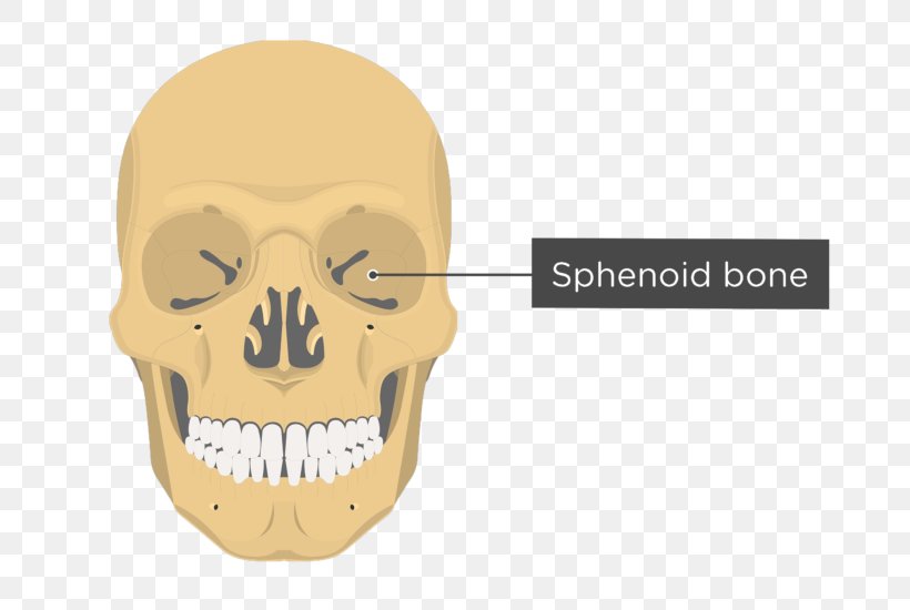 Vomer Ethmoid Bone Lacrimal Bone Anatomy, PNG, 745x550px, Vomer, Anatomy, Bone, Ethmoid Bone, Facial Skeleton Download Free