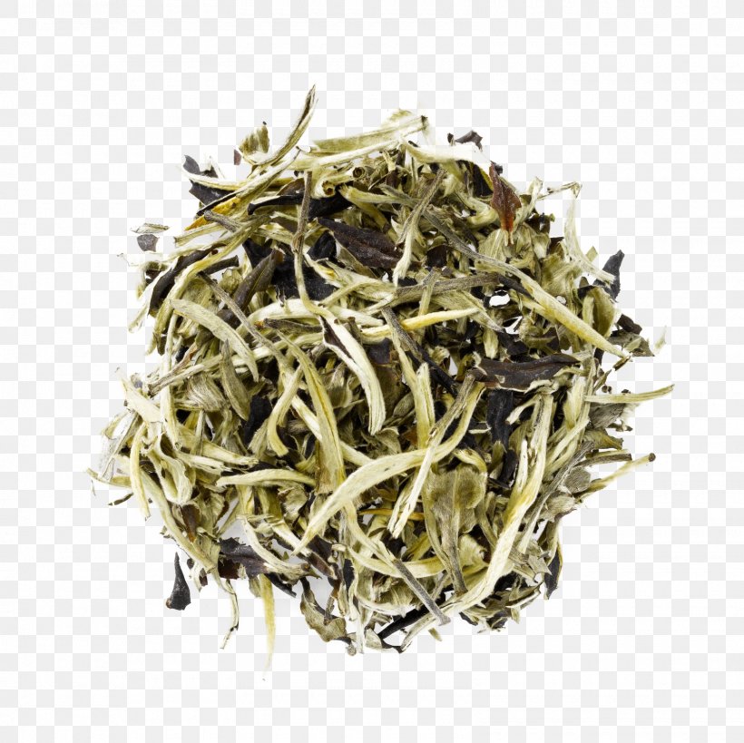 White Tea Dianhong Nilgiri Tea Tea Plant, PNG, 1600x1600px, White Tea, Assam Tea, Bai Mudan, Baihao Yinzhen, Bancha Download Free