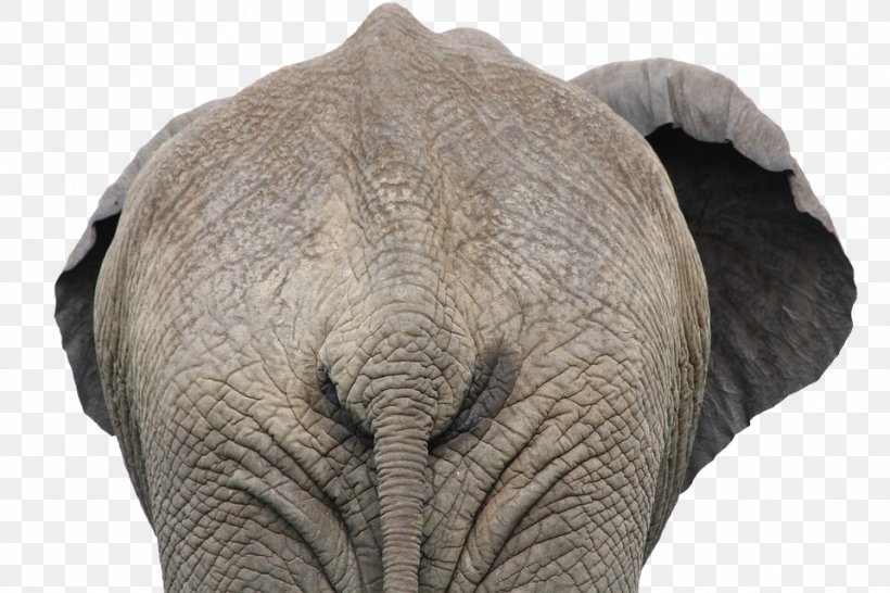 African Elephant Indian Elephant Clip Art, PNG, 960x640px, African Bush Elephant, African Elephant, African Forest Elephant, Asian Elephant, Elephant Download Free