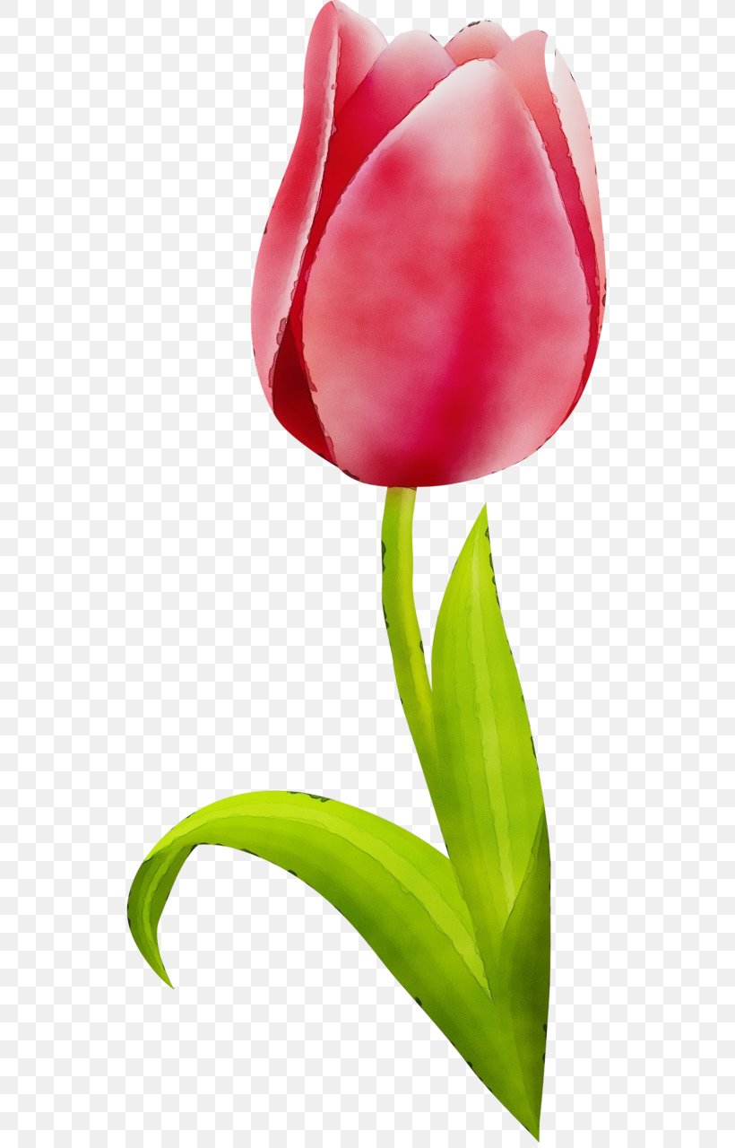 Flower Tulip Petal Red Plant, PNG, 541x1280px, Watercolor, Closeup, Flower, Lily Family, Paint Download Free