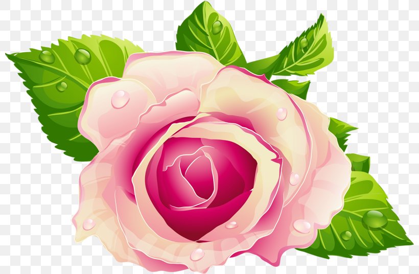 Rose Flower Pink Clip Art, PNG, 800x536px, Rose, Cut Flowers, Floral Design, Floribunda, Flower Download Free