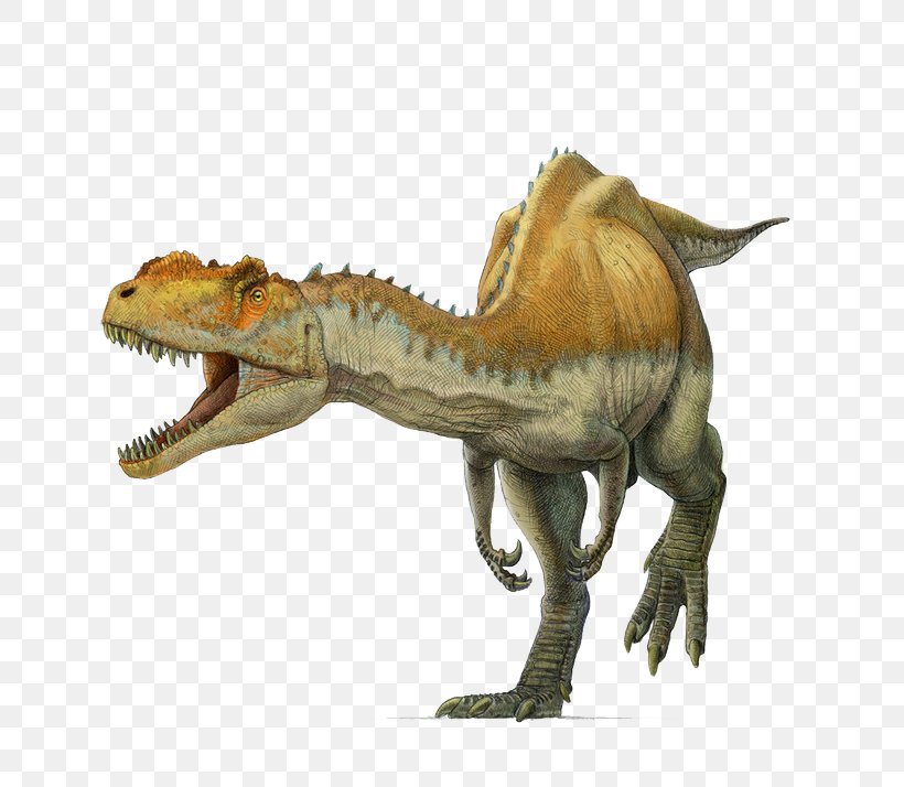 Yangchuanosaurus Tyrannosaurus Metriacanthosaurus Allosaurus Spinosaurus, PNG, 714x714px, Yangchuanosaurus, Allosaurus, Carnivore, Dinosaur, Extinction Download Free