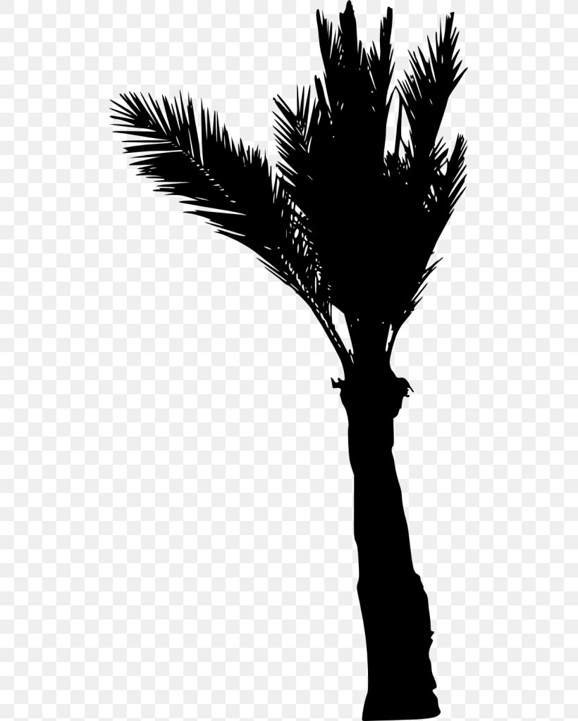 Asian Palmyra Palm Arecaceae Silhouette Black And White, PNG, 509x1024px, Asian Palmyra Palm, Arecaceae, Arecales, Black And White, Borassus Download Free