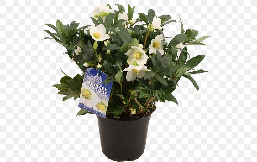 Flowerpot Vase Plastic Rose, PNG, 597x517px, Flower, Black, Color, Flowering Plant, Flowerpot Download Free