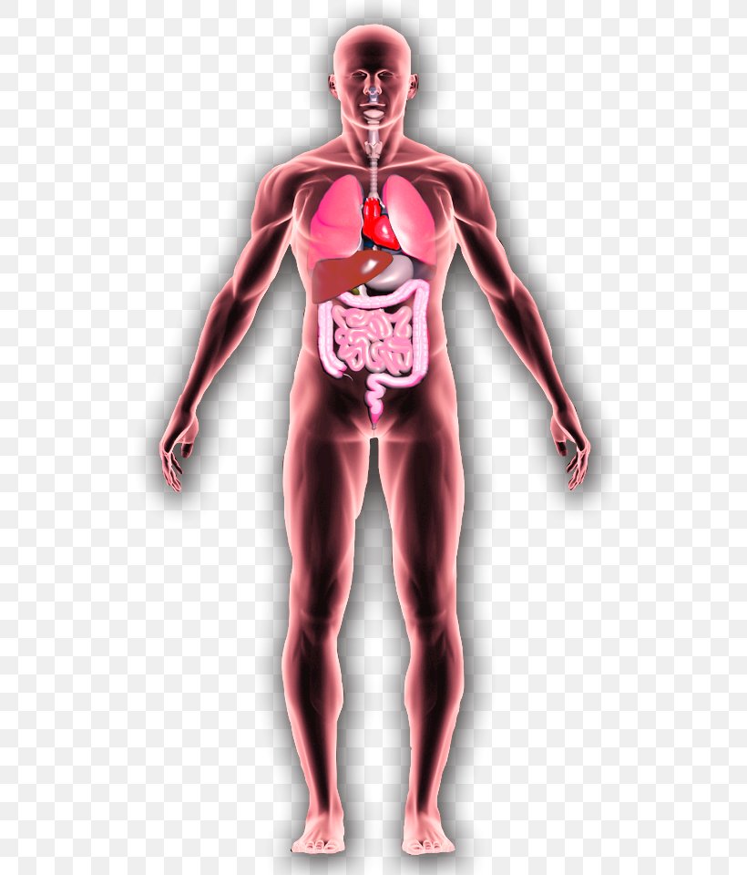 Homo Sapiens Parvovirus B19 Human Body Substance Abuse Anatomy, PNG, 525x960px, Watercolor, Cartoon, Flower, Frame, Heart Download Free