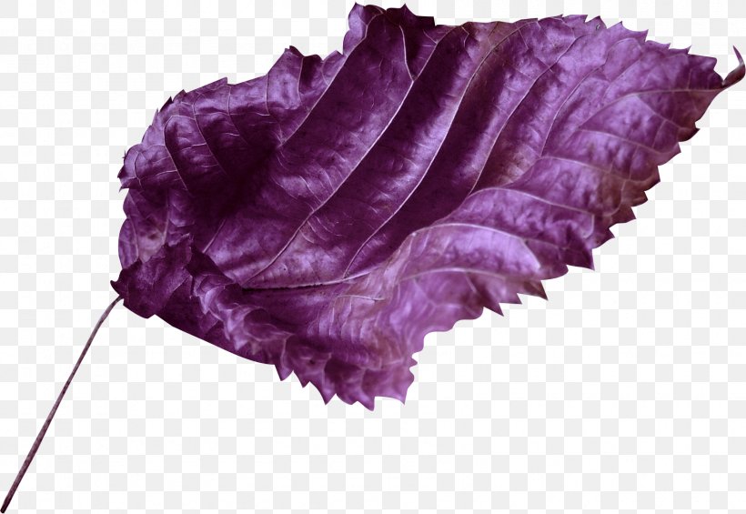 Violet Lilac Purple Clip Art, PNG, 1690x1165px, Violet, Author, Color, Leaf, Lilac Download Free