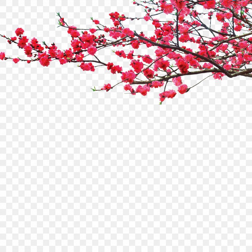 China Plum Blossom .dwg, PNG, 3000x3000px, China, Advertising, Blossom, Branch, Cherry Blossom Download Free