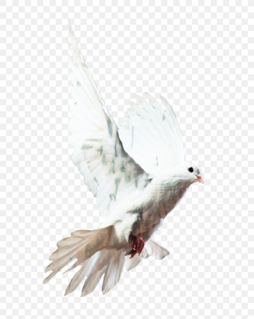 Dove Bird, PNG, 699x1032px, Homing Pigeon, Beak, Bird, Columbiformes, Falconiformes Download Free