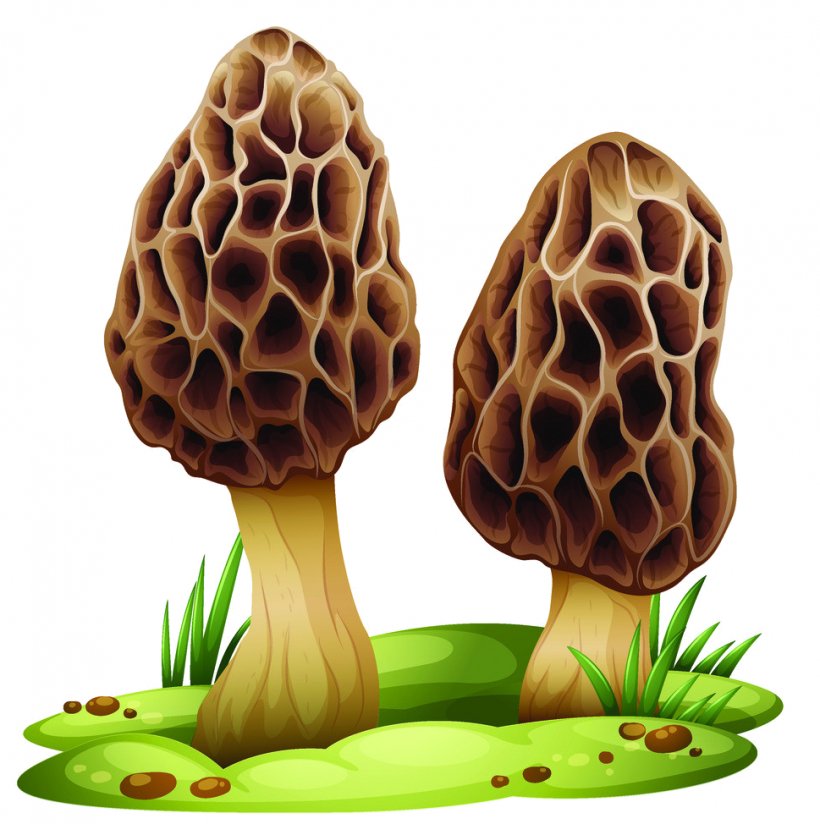 Edible Mushroom Vector Graphics Royalty-free True Morels, PNG, 969x974px, Mushroom, Drawing, Edible Mushroom, Fly Agaric, Fungus Download Free