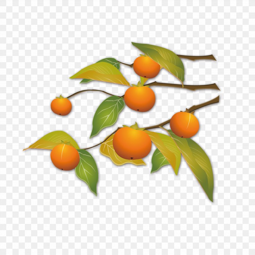 Kumquat Autumn Download, PNG, 3543x3543px, Kumquat, Advertising, Autumn, Bitter Orange, Branch Download Free