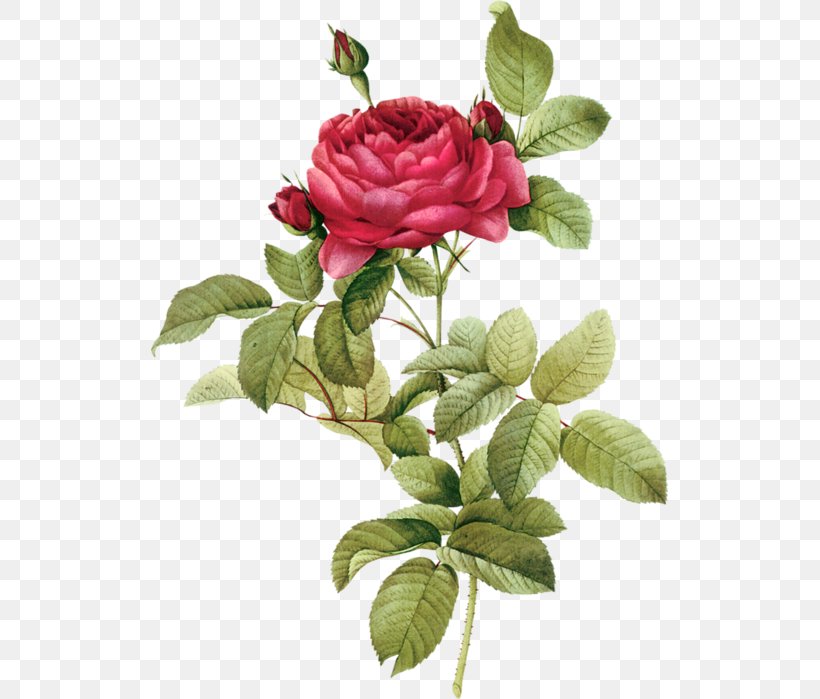 Rose Printing Clip Art, PNG, 517x699px, Rose, Art, Botanical Illustration, Cut Flowers, Digital Image Download Free