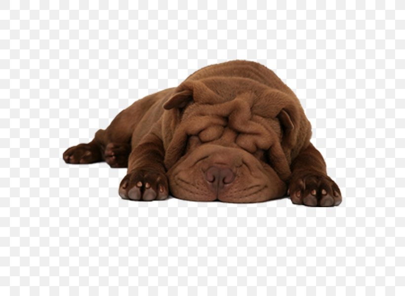 Shar Pei Puppy Pet Sitting Scottish Fold Chow Chow, PNG, 600x600px, Shar Pei, Canidae, Carnivoran, Cat, Chow Chow Download Free