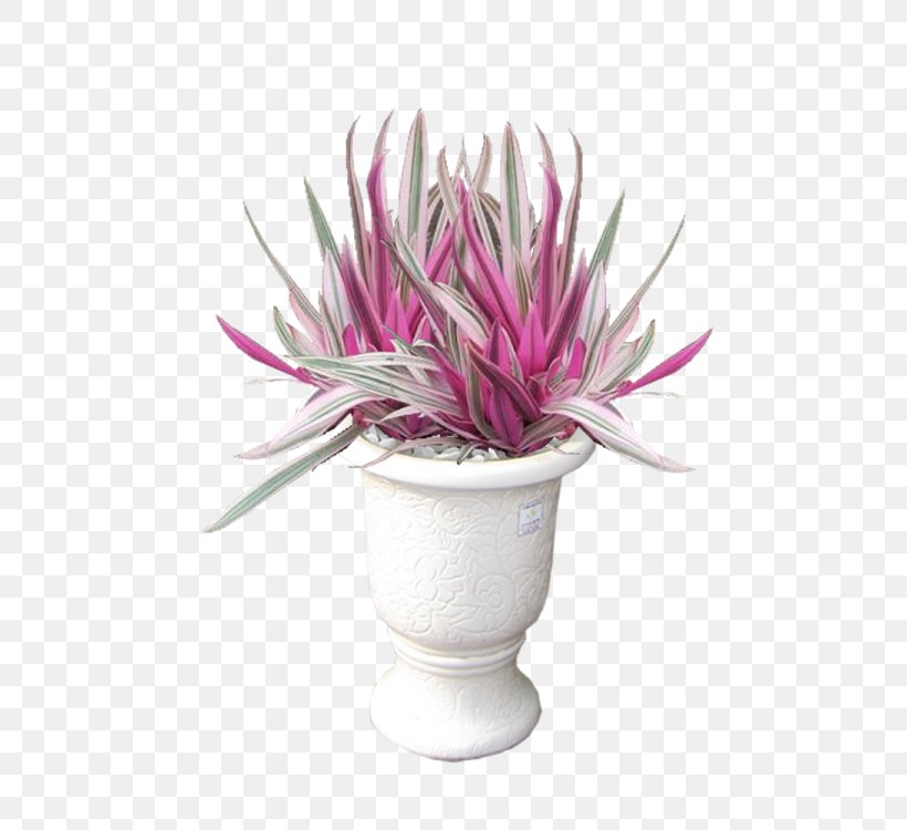 Tradescantia Spathacea 'Tricolor' Flowerpot Ornamental Plant Moses-in-the-cradle Hanoi, PNG, 600x750px, Flowerpot, Flower, Flowering Plant, Hanoi, Magenta Download Free