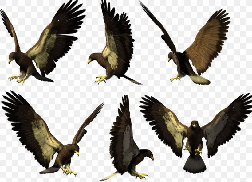 Bird Bald Eagle Hawk Falcon, PNG, 830x601px, Bird, Accipitridae, Accipitriformes, Accipitrinae, Bald Eagle Download Free