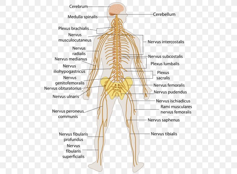 Central Nervous System Human Body Anatomy Peripheral Nervous System, PNG, 521x600px, Watercolor, Cartoon, Flower, Frame, Heart Download Free