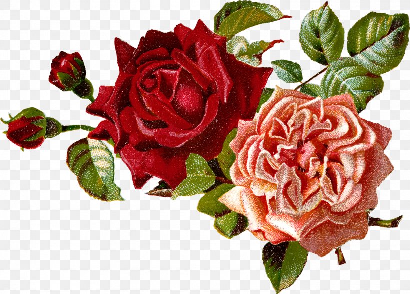 Garden Roses, PNG, 1477x1061px, Flower, Cut Flowers, Floribunda, Flowering Plant, Garden Roses Download Free