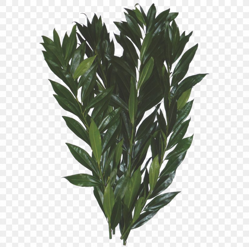 Leaf Cocculus Laurifolius Follaje Plant Stem Flower, PNG, 870x864px, Leaf, Evergreen, Fern, Floral Design, Flower Download Free