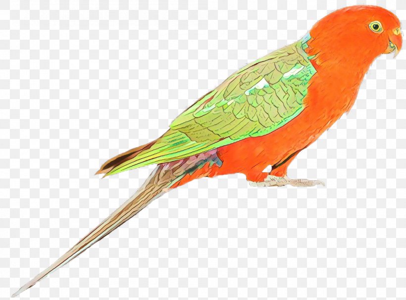 Lovebird Macaw Parakeet Loriini Feather, PNG, 998x737px, Lovebird, Beak, Bird, Budgie, Fauna Download Free