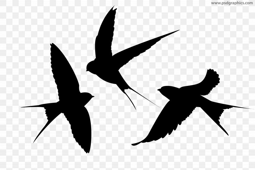 Swallow Silhouette Bird, PNG, 5000x3333px, Swallow, Barn Swallow, Beak, Bird, Black And White Download Free