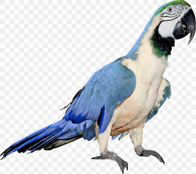 Bird Budgerigar Parrots Of New Guinea Clip Art, PNG, 843x750px, Bird, Animal, Beak, Budgerigar, Common Pet Parakeet Download Free