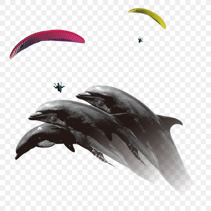Common Dolphin Porpoise Parachuting Parachute, PNG, 827x827px, Dolphin, Airborne Forces, Animal, Common Dolphin, Fin Download Free