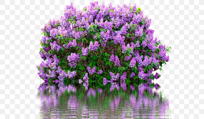 Common Lilac Shrub Pruning Cutting, PNG, 640x480px, Common Lilac, Cutting, Flora, Flower, Flowering Plant Download Free