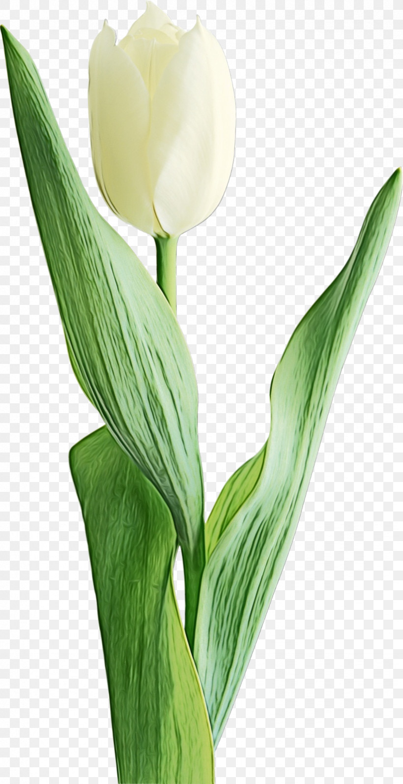 Flower Plant Tulip Petal Lily Of The Valley, PNG, 823x1600px, Watercolor, Arum Family, Cut Flowers, Flower, Giant White Arum Lily Download Free