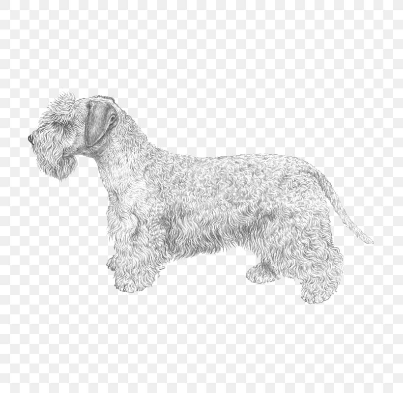 Miniature Schnauzer Cesky Terrier Glen Lakeland Terrier Scottish Terrier, PNG, 800x800px, Miniature Schnauzer, Bread Pan, Breed, Bull Terrier, Cairn Terrier Download Free
