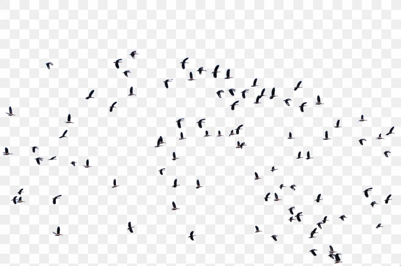 Bird Flight Flock Masjid Al Rayyan Animal Migration, PNG, 1280x852px, Bird, Animal Migration, Area, Beak, Bird Flight Download Free