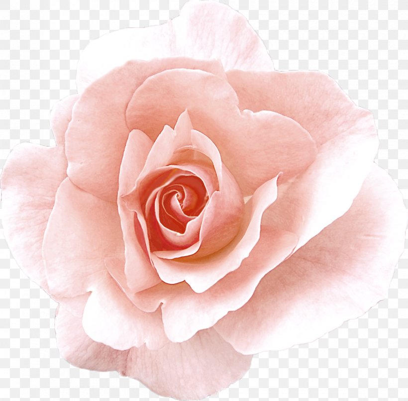 Damask Rose Garden Roses Flower Rose Oil, PNG, 1200x1180px, Damask Rose, Cabbage Rose, Close Up, Cut Flowers, Essential Oil Download Free
