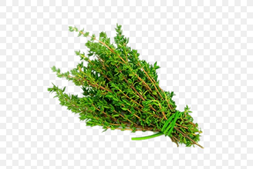 Garden Thyme Herb Clip Art, PNG, 550x550px, Thyme, Flavor, Food, Garden Thyme, Grass Download Free