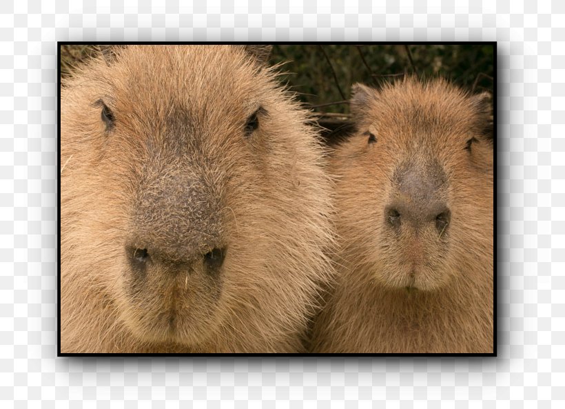 Guinea Pig Capybara Whiskers Snout, PNG, 774x593px, Guinea Pig, Capybara, Fauna, Guinea, Mammal Download Free