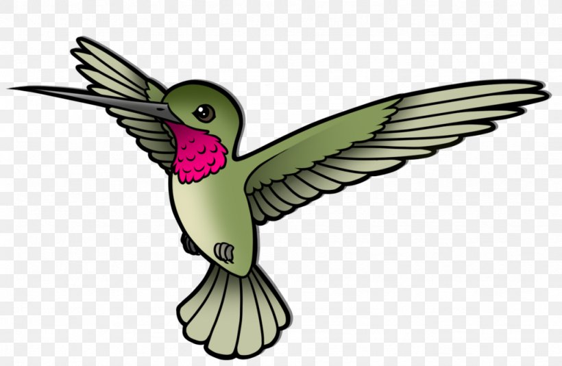 Hummingbird Clip Art Parrot Animal Drawing, PNG, 1024x667px, Hummingbird, Animal, Art, Beak, Bird Download Free