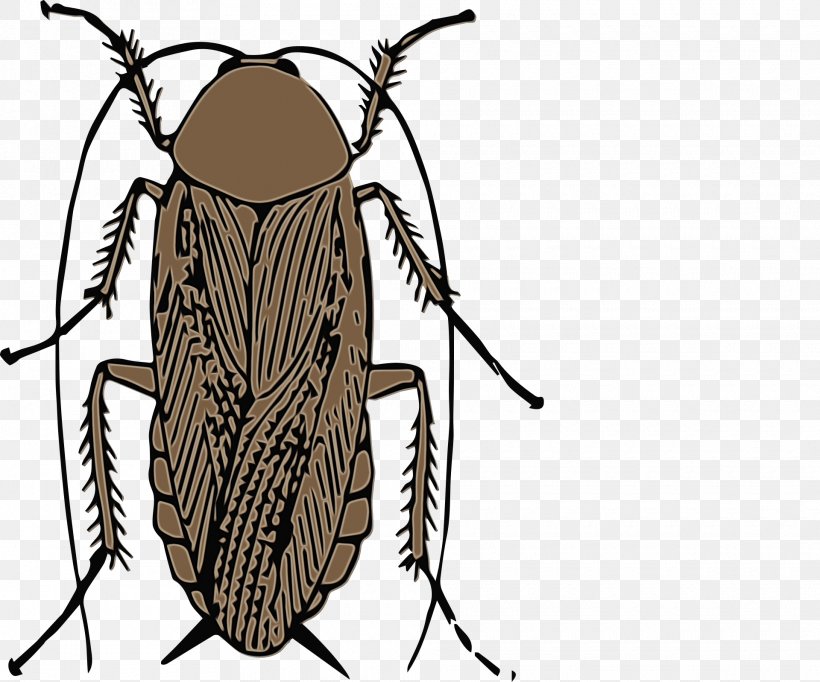 Cockroach Cartoon, PNG, 1920x1598px, Cockroach, American Cockroach, Beetle, Blattodea, Blister Beetles Download Free