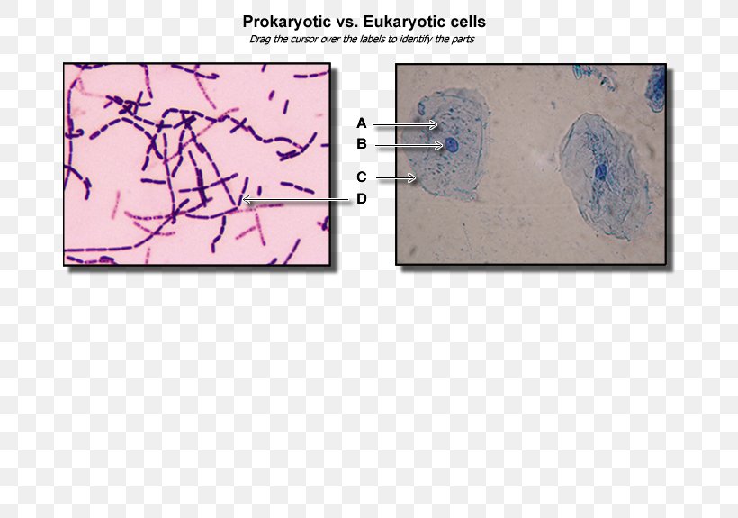 Cytoplasm Plant Cell Organelle Prokaryote, PNG, 680x575px, Cytoplasm, Animal, Area, Biology, Cell Download Free