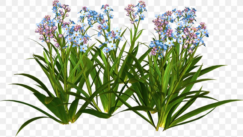 Flower Garden Plant Shrub, PNG, 1512x856px, Flower, Cut Flowers, Flower Garden, Flowering Plant, Garden Download Free