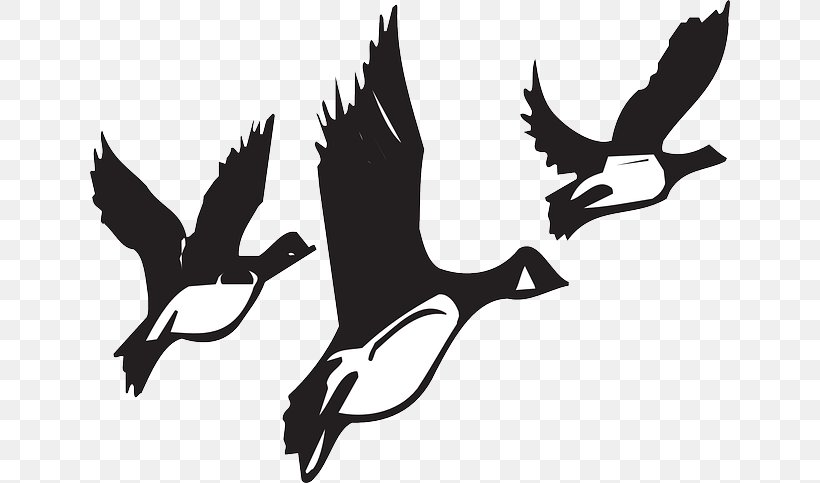 Goose Bird Migration Flight Clip Art, PNG, 640x483px, Goose, Animal Migration, Beak, Bird, Bird Flight Download Free