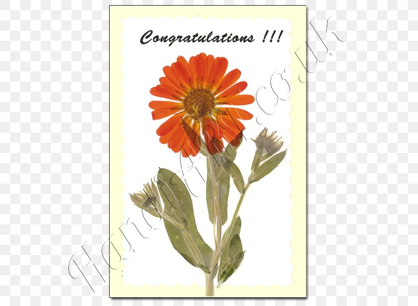 Transvaal Daisy Chrysanthemum Cut Flowers Marigolds Annual Plant, PNG, 600x600px, Transvaal Daisy, Annual Plant, Calendula, Chrysanthemum, Chrysanths Download Free