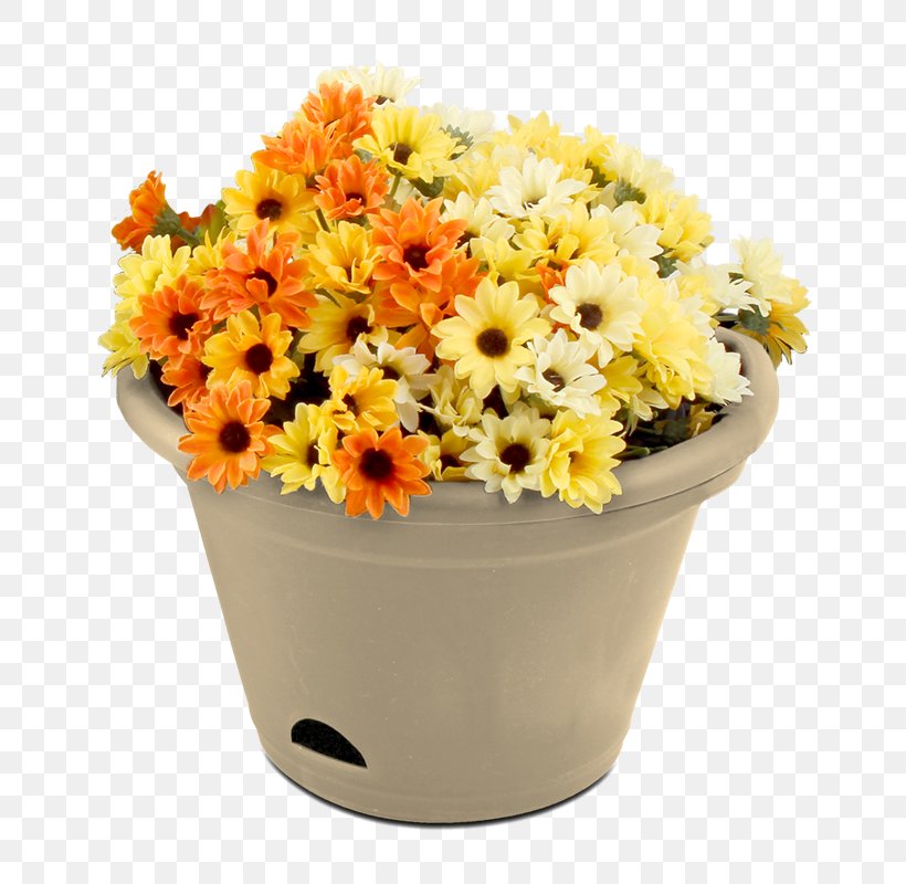 Transvaal Daisy Floral Design Flowerpot Cut Flowers, PNG, 800x800px, Transvaal Daisy, Artificial Flower, Cannabis, Chrysanthemum, Chrysanths Download Free