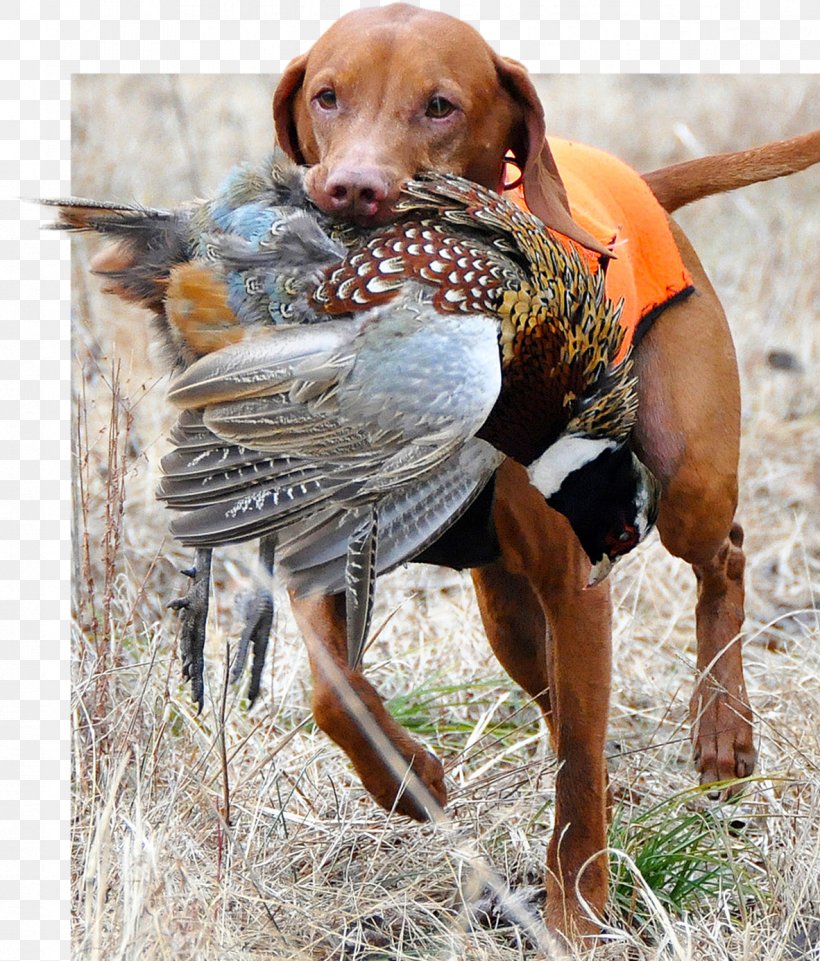 Vizsla German Shorthaired Pointer Poodle Hunting Dog, PNG, 1182x1386px, Vizsla, Bird Dog, Breed, Dog, Dog Breed Download Free