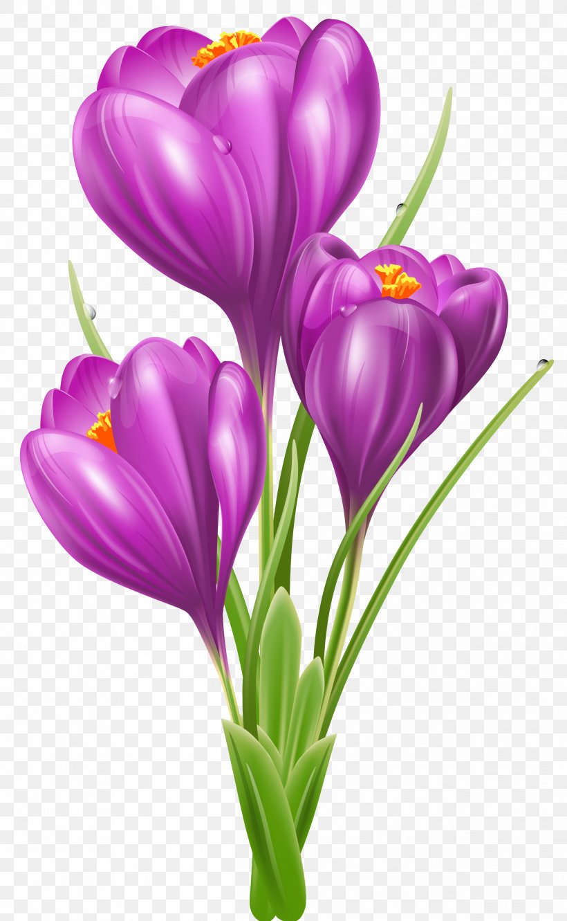 Crocus Vernus Crocus Flavus Clip Art, PNG, 2502x4064px, Crocus Vernus, Crocus, Crocus Flavus, Cut Flowers, Flower Download Free