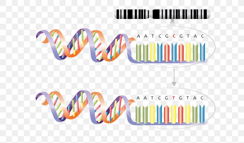 Genetics Single-nucleotide Polymorphism Mutation Genetic Variation, PNG, 711x483px, Genetics, Behavioural Genetics, Brand, Dna, Gene Download Free