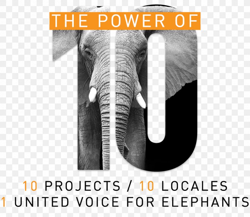 Indian Elephant Elephantidae Brand The Bodhi Tree Foundation Armani, PNG, 1010x879px, Indian Elephant, Armani, Brand, Elephant, Elephantidae Download Free