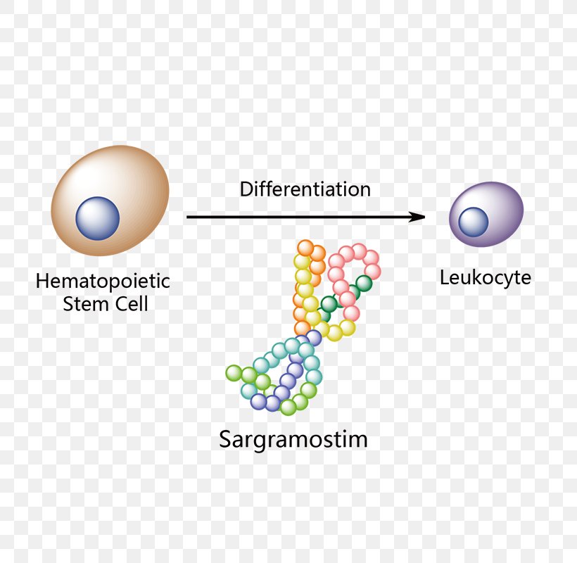 Subarachnoid Hemorrhage In Clinical Practice Sargramostim Pharmaceutical Drug Nimodipine Pegfilgrastim, PNG, 800x800px, Pharmaceutical Drug, Bead, Body Jewelry, Brand, Diagram Download Free