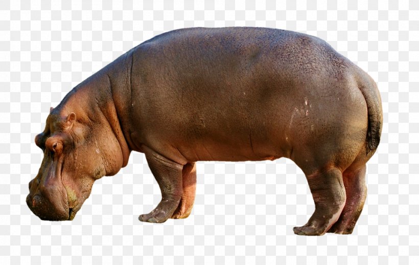 Hippopotamuses Pig, PNG, 960x607px, Hippopotamus, Animal, Fauna, Hippopotamuses, Image Resolution Download Free