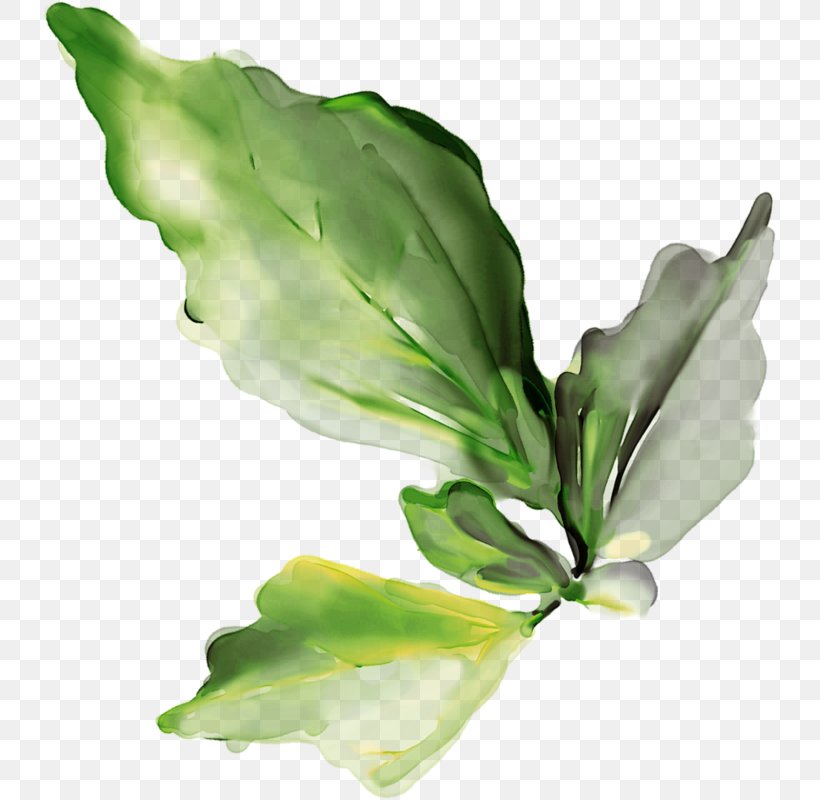 Leaf Clip Art, PNG, 733x800px, Leaf, Data, Data Compression, Flower, Mint Download Free