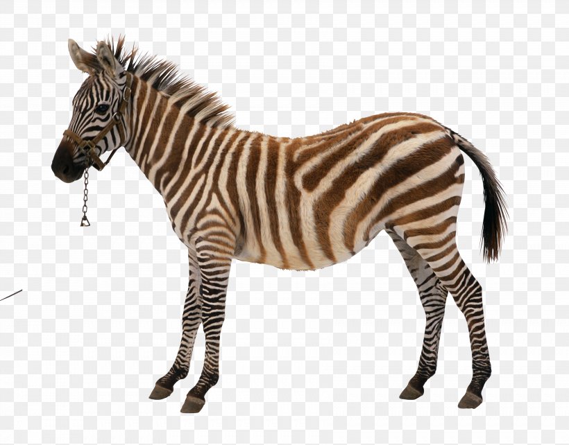 Royalty-free Stock Photography Vector Graphics Stock Illustration Zebra, PNG, 3567x2796px, Royaltyfree, Animal Figure, Mammal, Mane, Neck Download Free